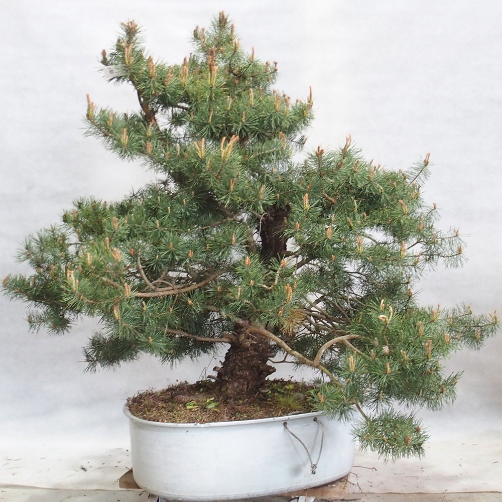 Yamadori - Pinus sylvestris 