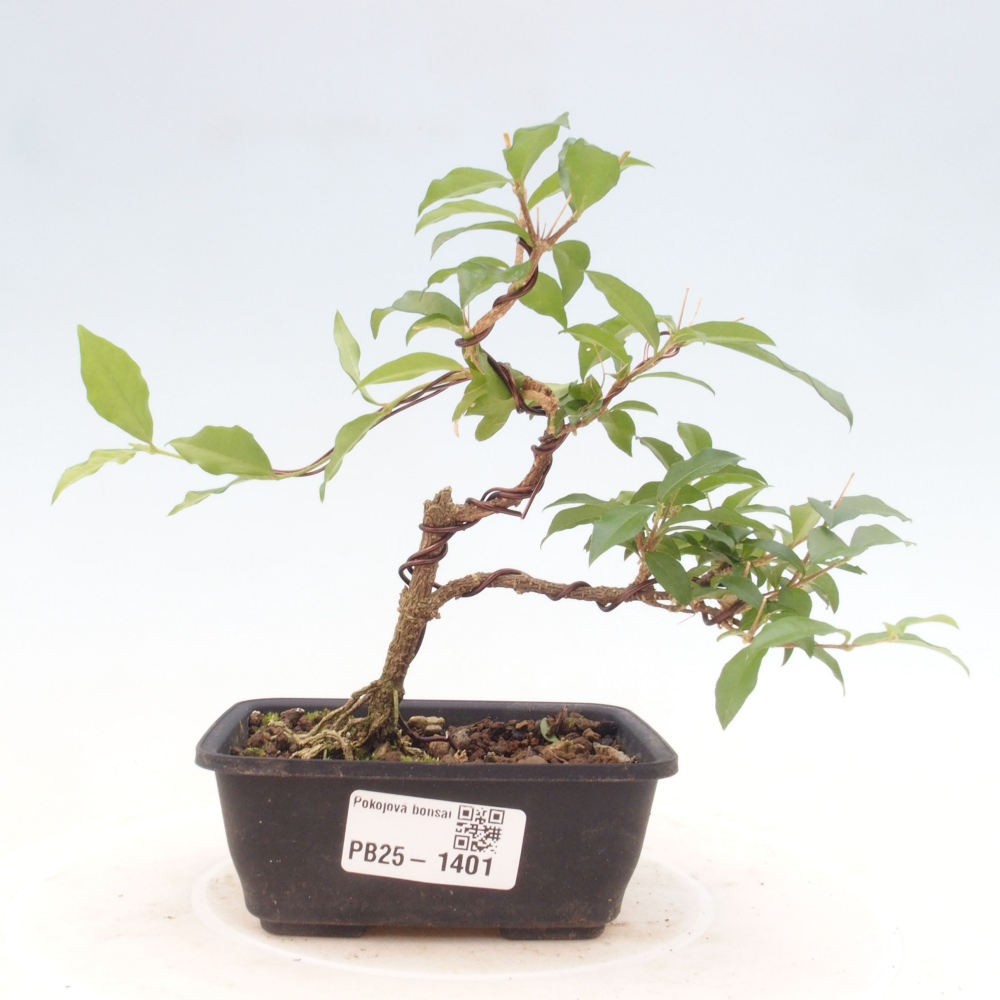 Zimmerbonsai - Malpighia coccigera - Barbdor-Kirsche