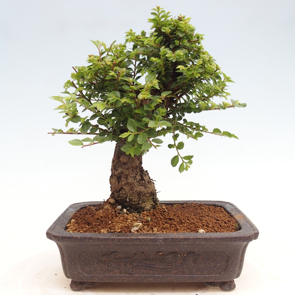 Bonsai im Freien - Ulmus parvifolia Hokkaido - Chinesische Ulme