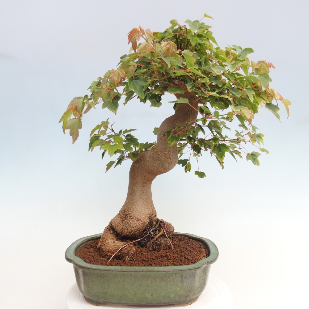 Bonsai im Freien - Ahorn Buergerianum - Burger Maple