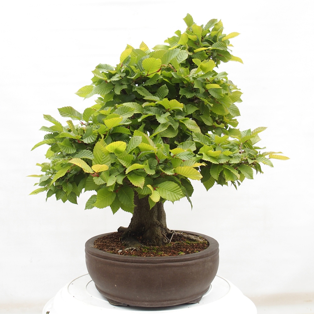 Bonsai im Freien - Hainbuche - Carpinus betulus