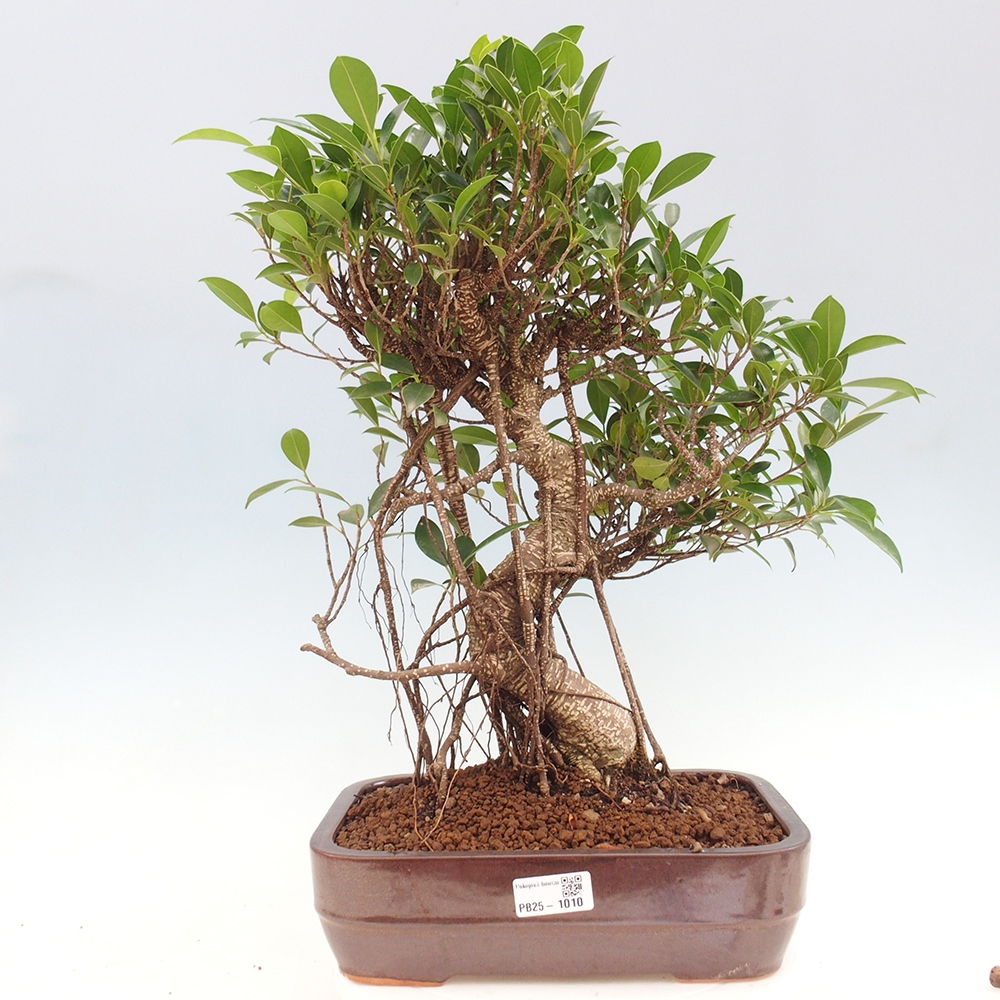 Zimmerbonsai - Ficus kimmen - kleinblättriger Ficus