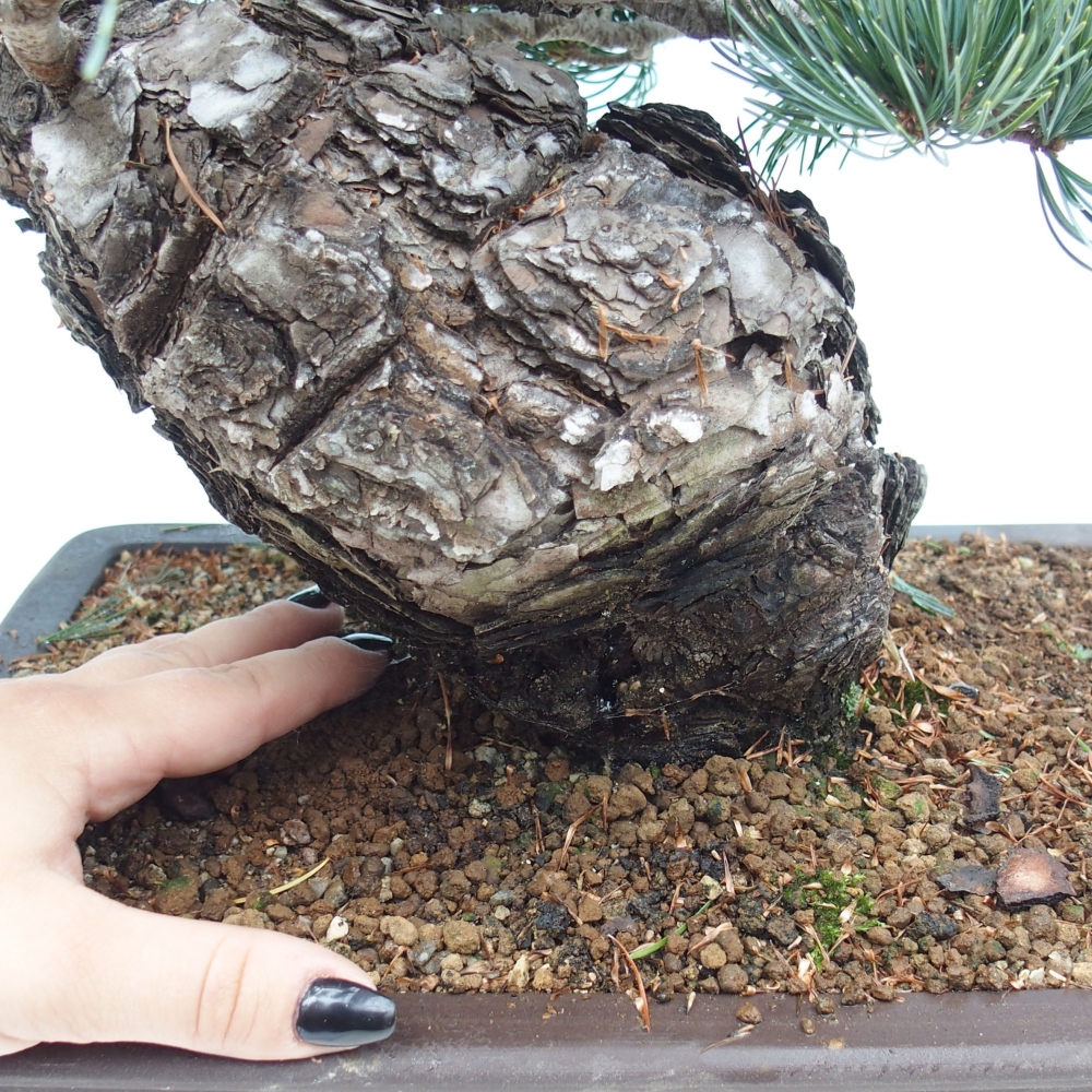 Bonsai im Freien - Pinus parviflora - kleine Kiefer