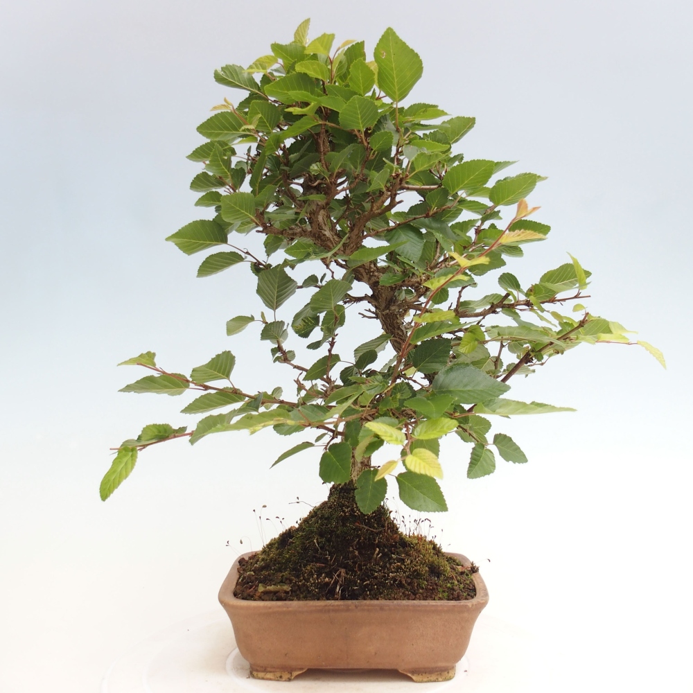 Bonsai im Freien -Carpinus CARPINOIDES - Koreanische Hainbuche