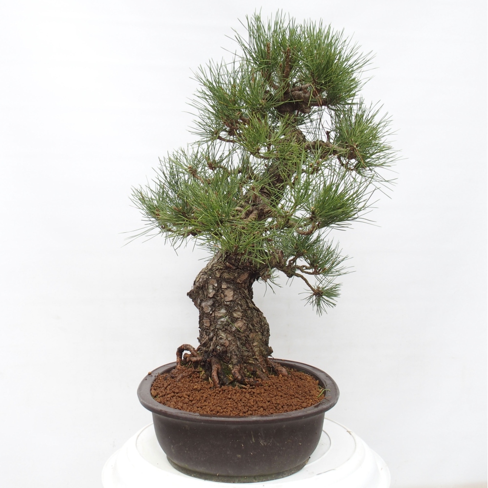 Outdoor-Bonsai - Pinus thunbergii - Thunbergkiefer