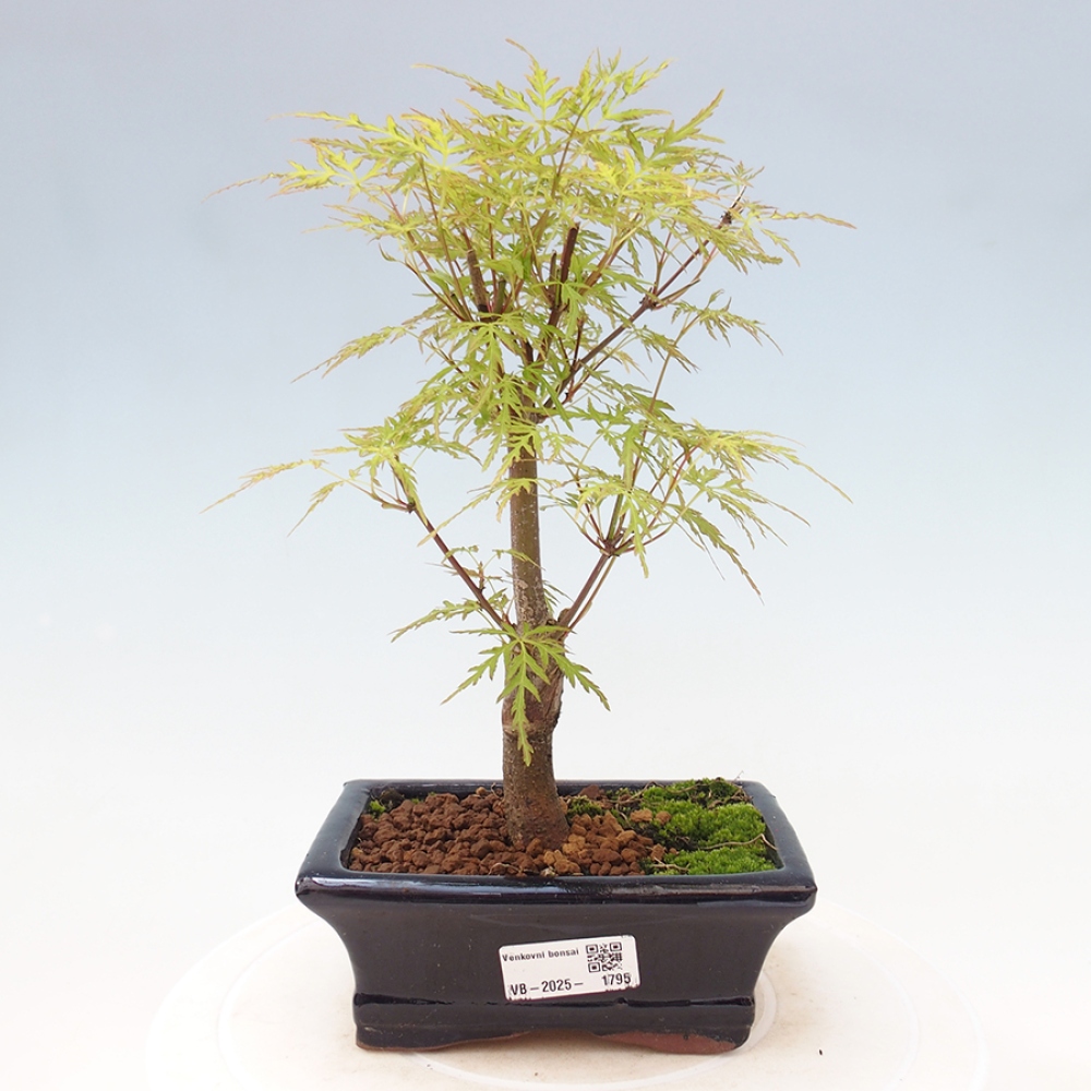 Bonsai im Freien - Acer palmatum Dissectum - japanischer Ahorn 
