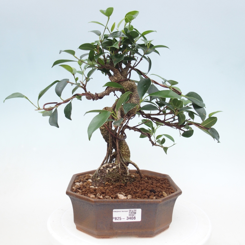Zimmerbonsai - Ficus retusa - Kleinblättriger Ficus