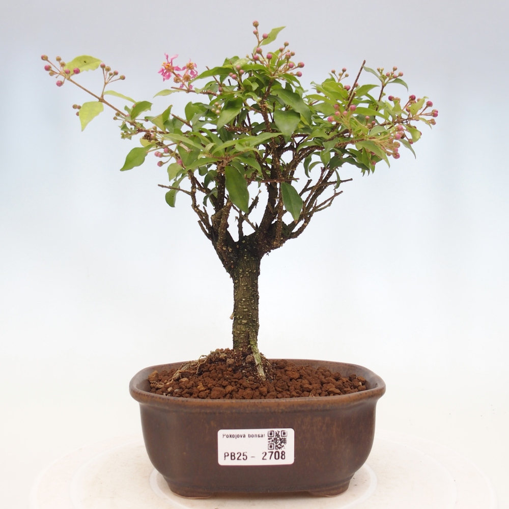 Zimmerbonsai - Malpighia coccigera - Barbdor-Kirsche