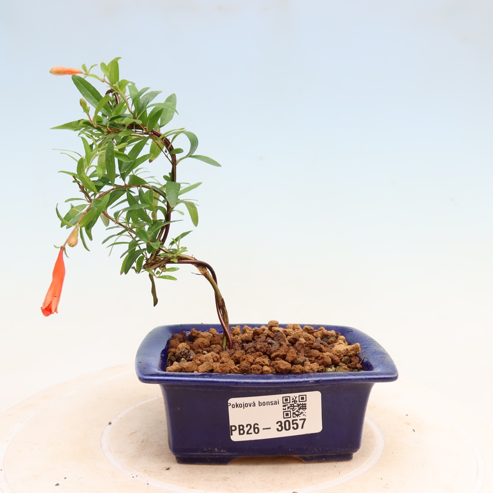 Zimmer-Bonsai-PUNICA granatum nana-Apfel-Granatapfel