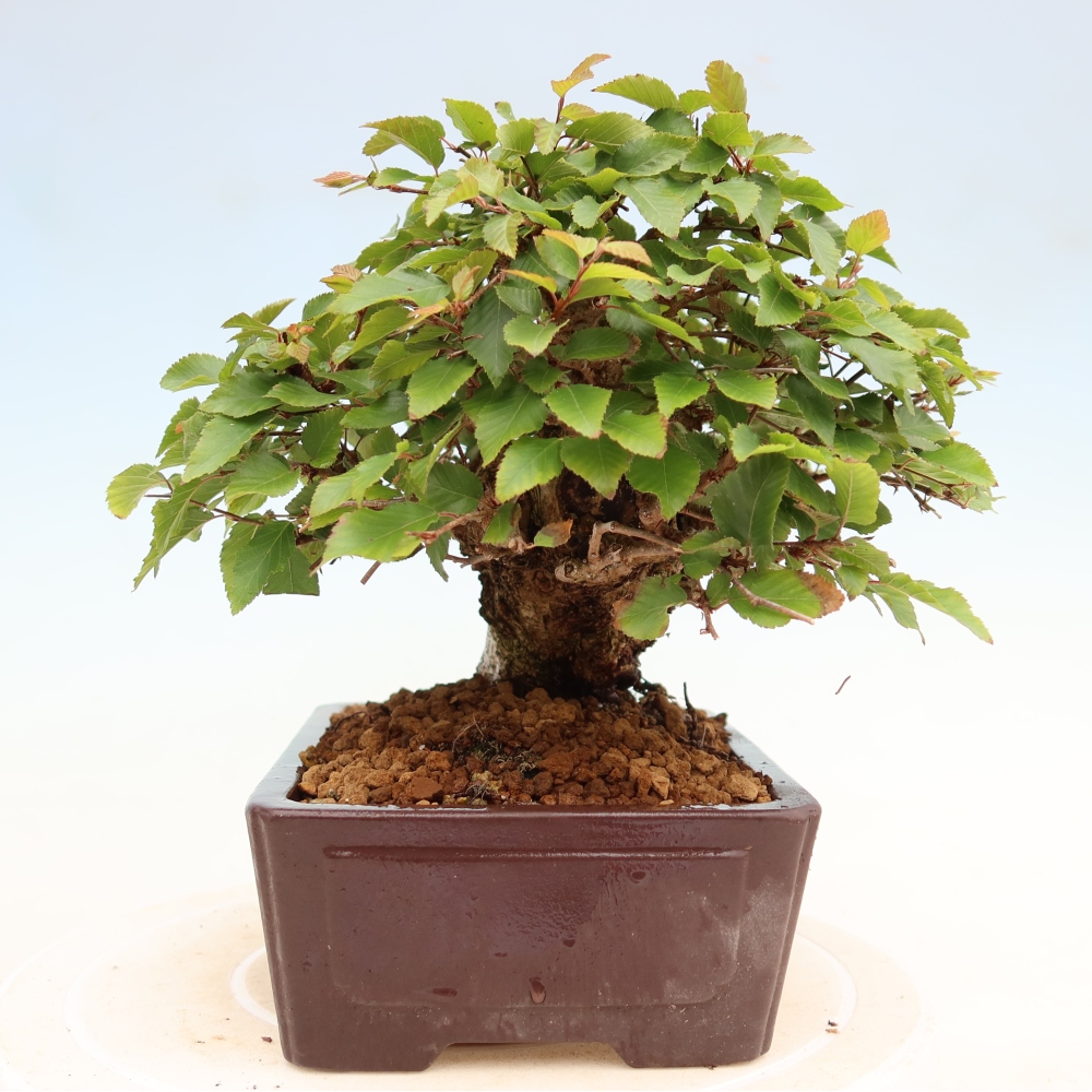 Bonsai für draußen - Karpinus Coreana - Koreanische Hainbuche