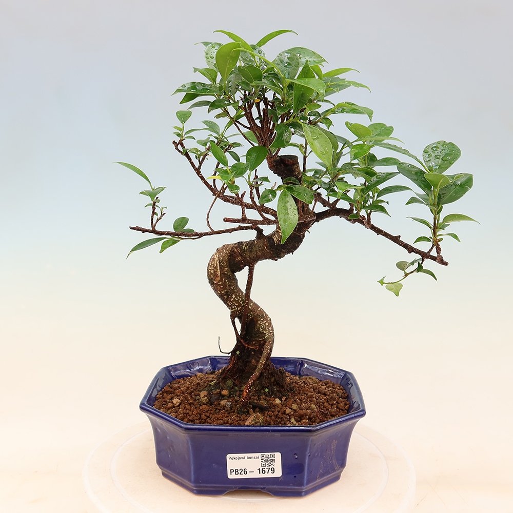 Zimmerbonsai - Ficus retusa - Kleinblättriger Ficus