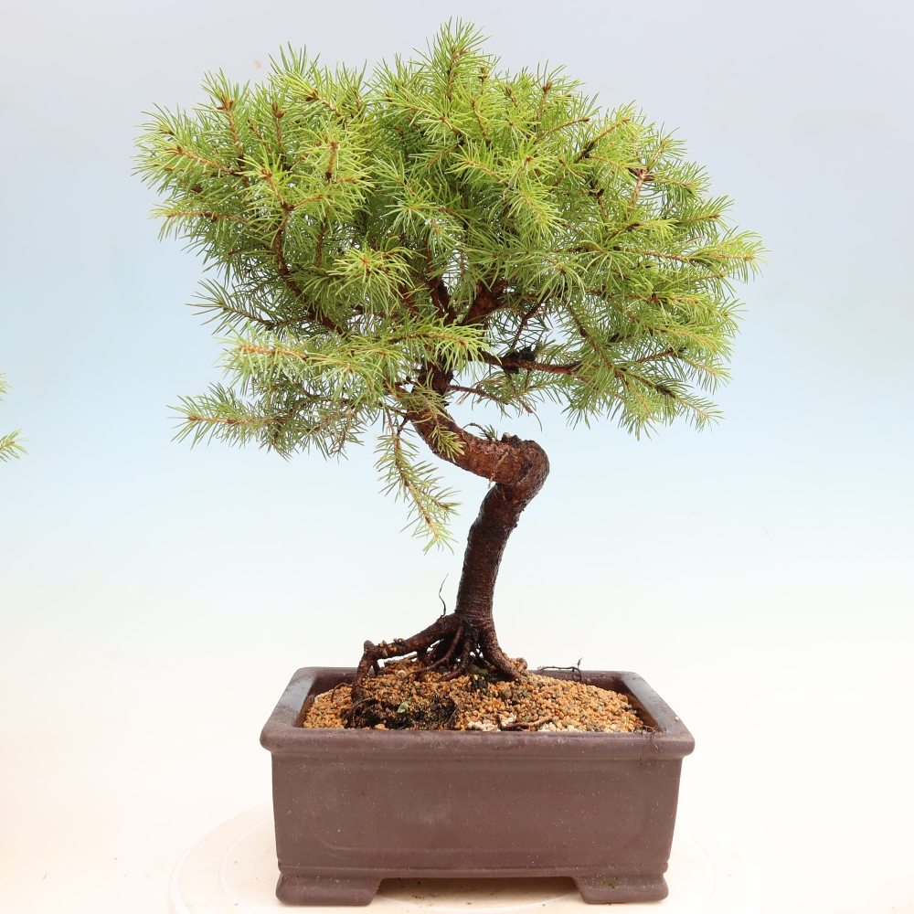 Bonsai für den Außenbereich – Graufichte – Picea glauca Globe