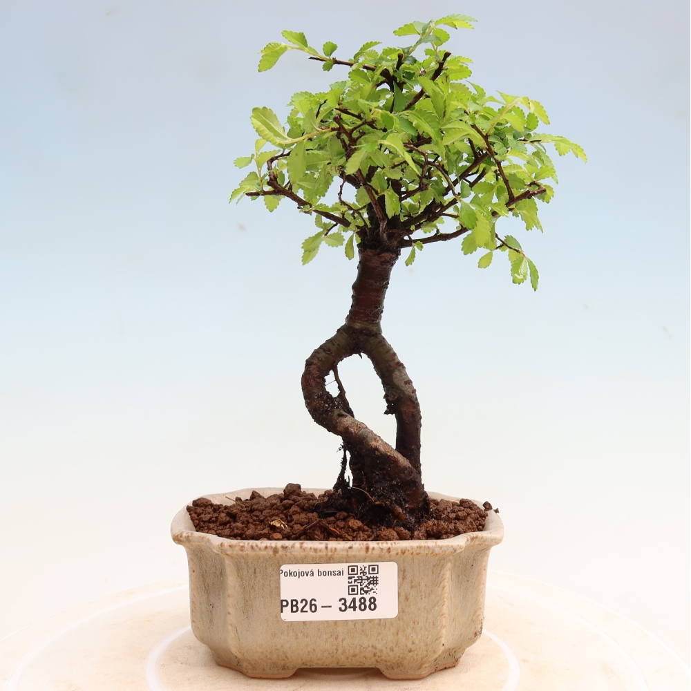 Zimmerbonsai - Ulmus parvifolia - Kleinblättrige Ulme