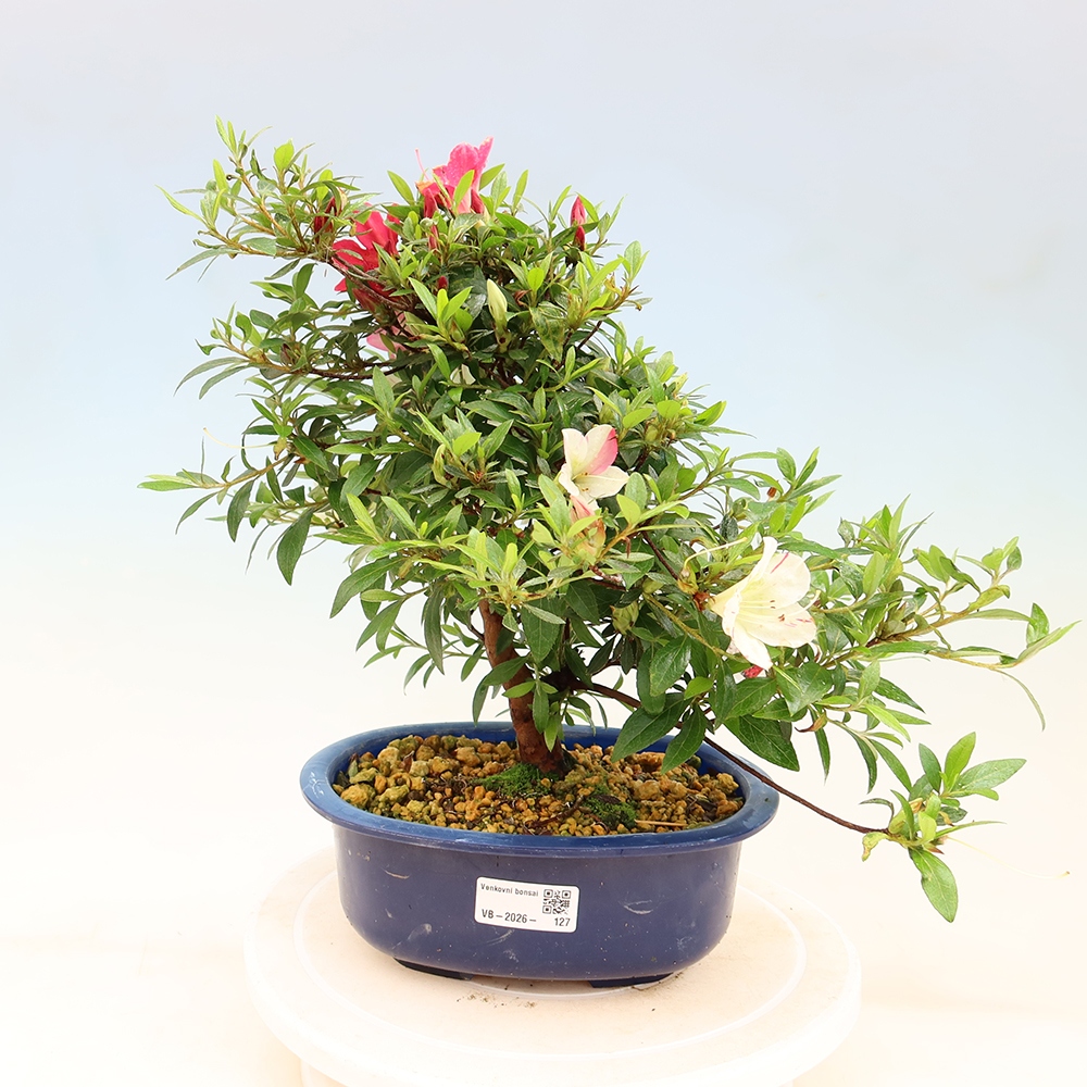 Bonsai für draußen - Japanische Azalee - Azalee Suigootome