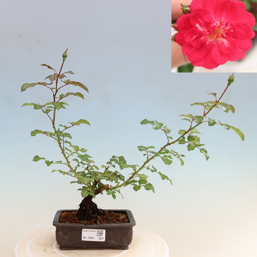 Bonsai für draußen - Rosa Kordes - Rose