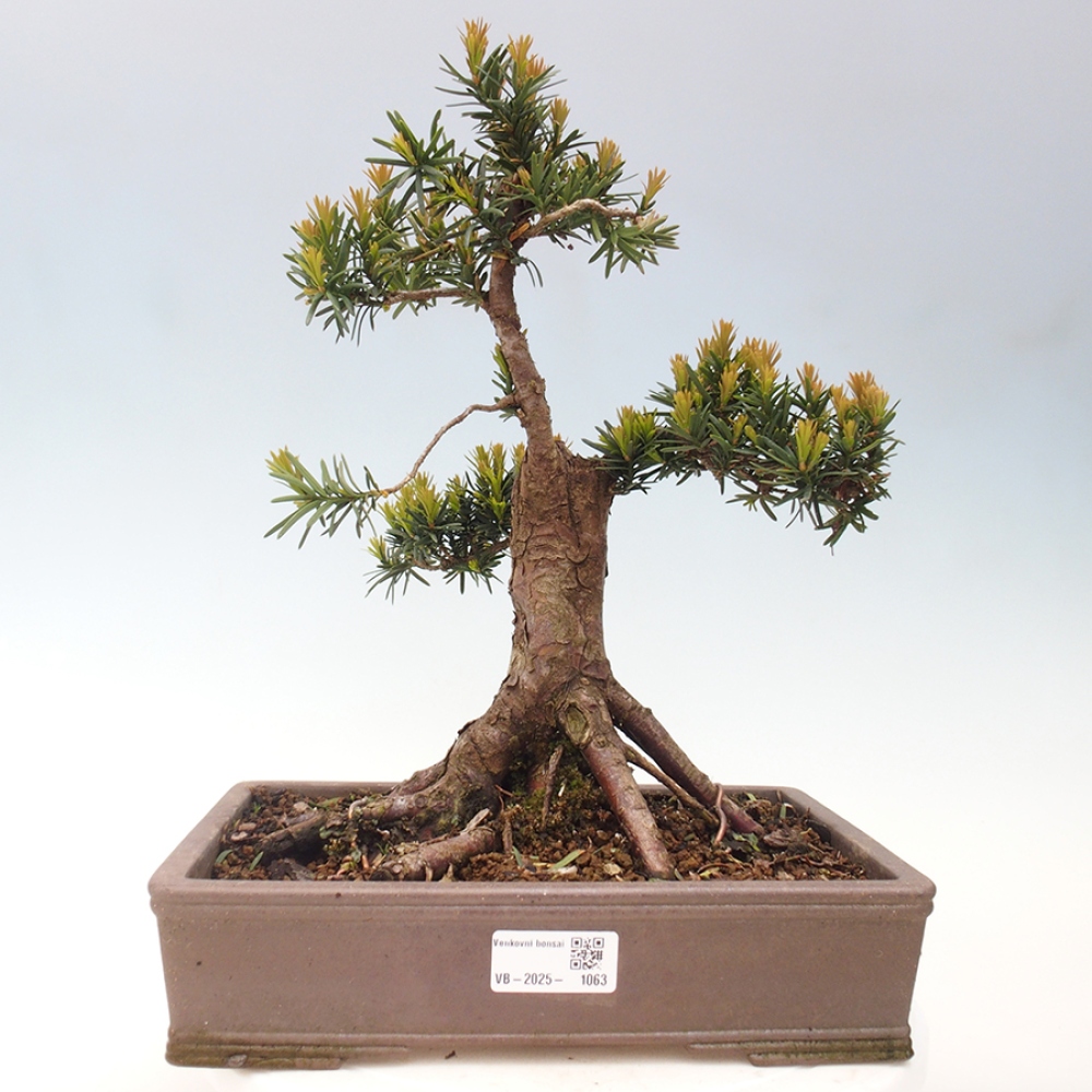 Bonsai im Freien - Taxus cuspidata - Japanische Eibe