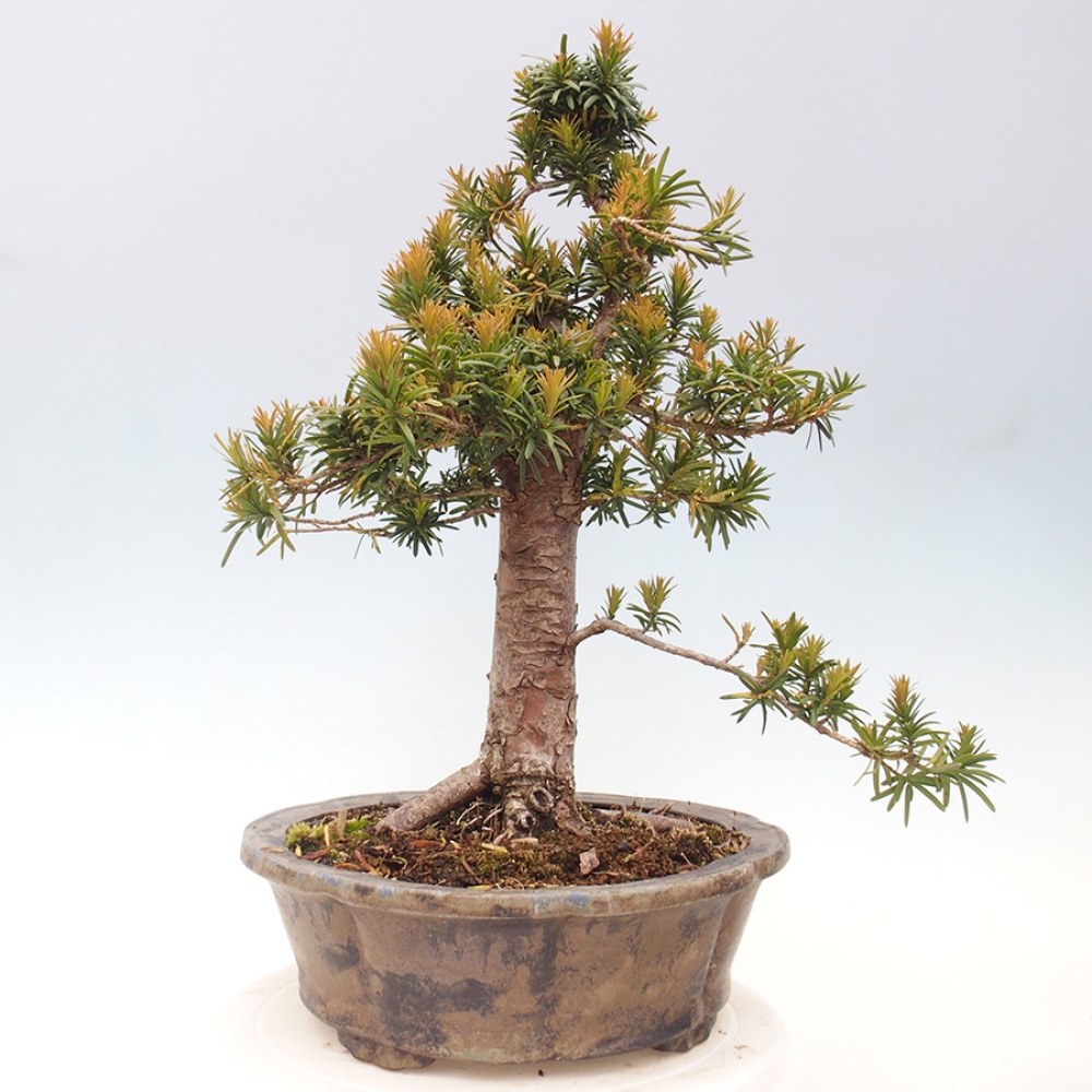 Bonsai im Freien - Taxus cuspidata - Japanische Eibe