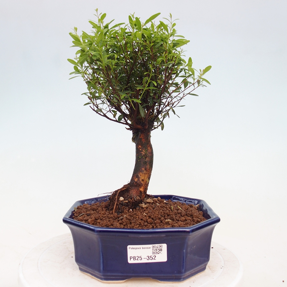 Zimmerbonsai - Syzygium - Piment