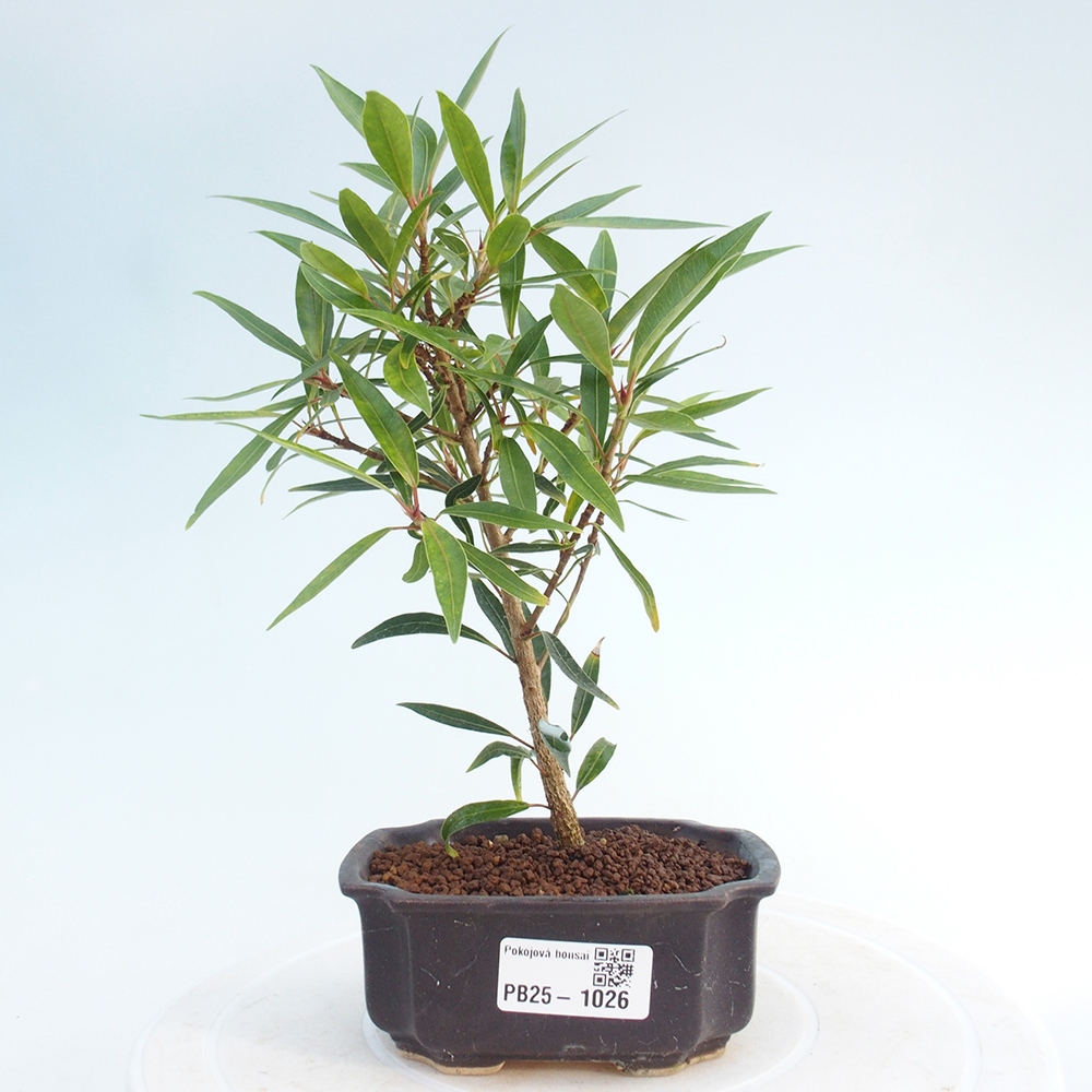 Zimmerbonsai - Ficus nerifolia - kleinblättriger Ficus