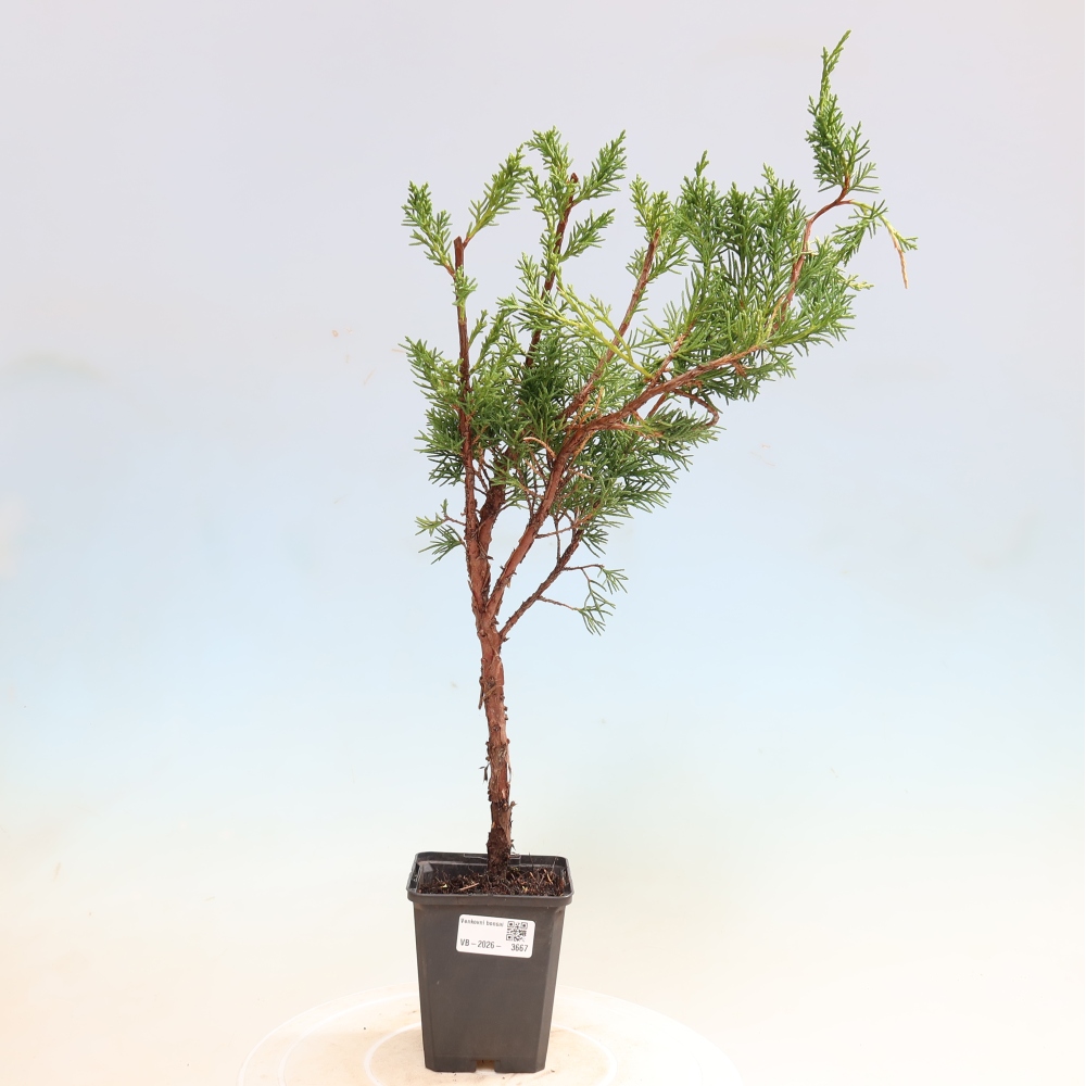 Bonsai für draußen - Juniperus chinensis Kishu