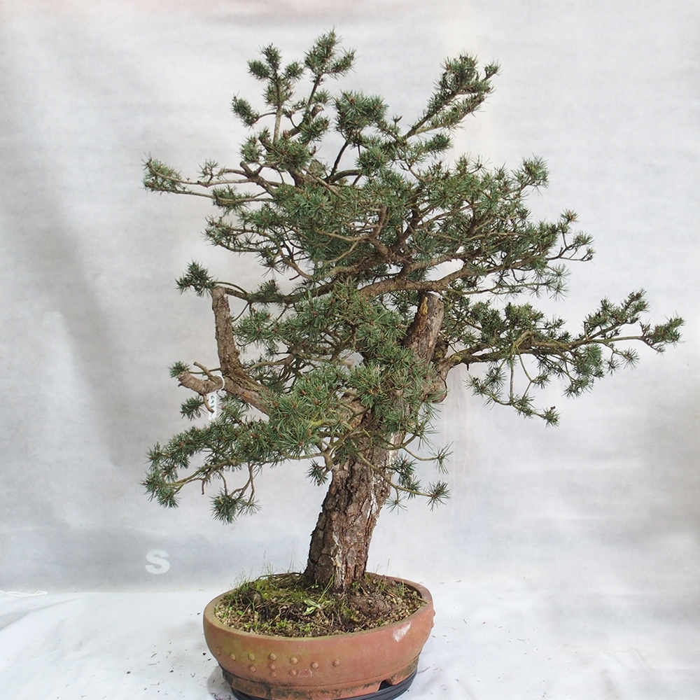 Yamadori - Pinus sylvestris 