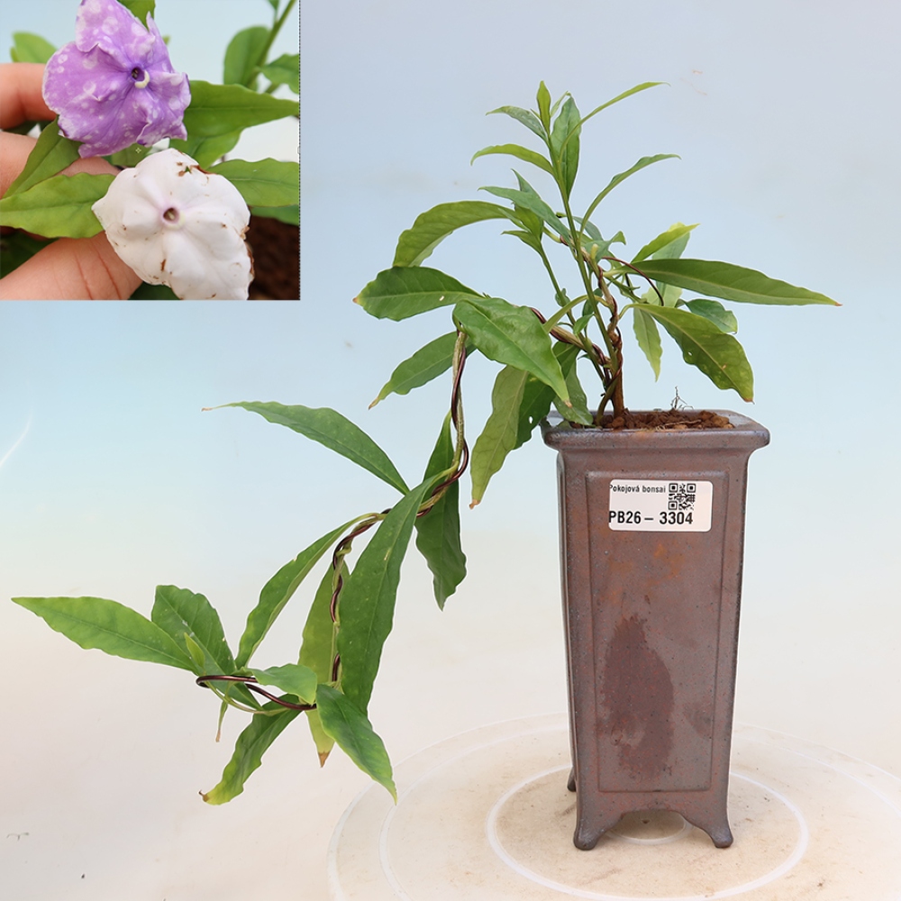 Zimmerbonsai – Costa-Jasmin – Brunfelsia