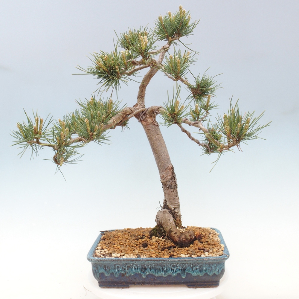 Bonsai im Freien - Pinus Sylvestris - Waldkiefer