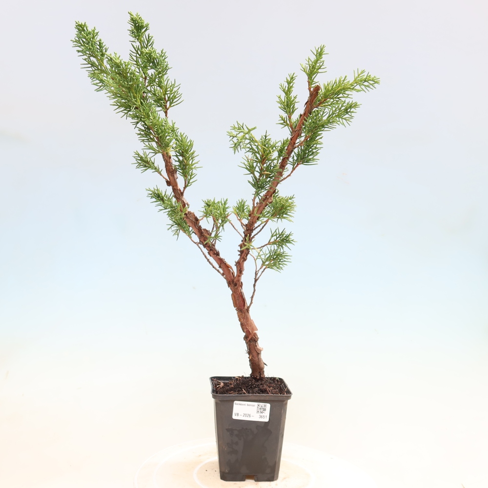Bonsai für draußen - Juniperus chinensis Kishu