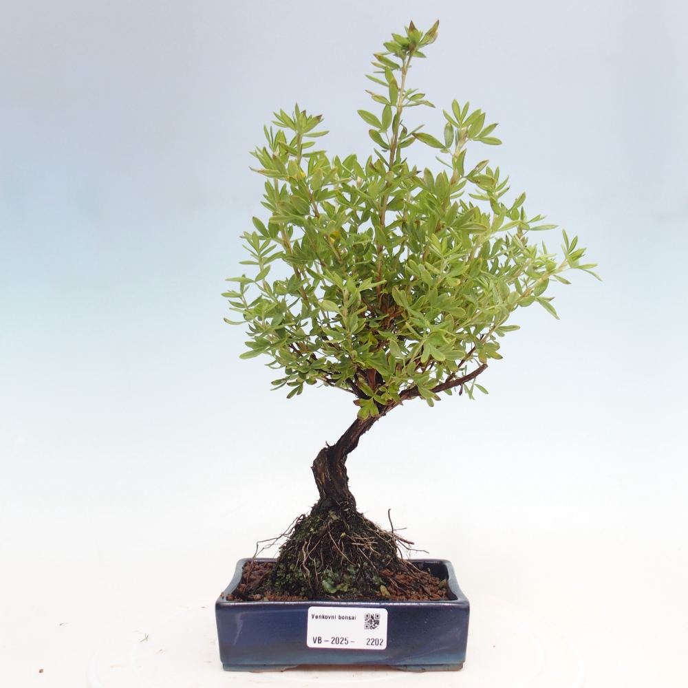 Outdoor-Bonsai-Fingerkraut - Potentila fruticosa gelber Vogel