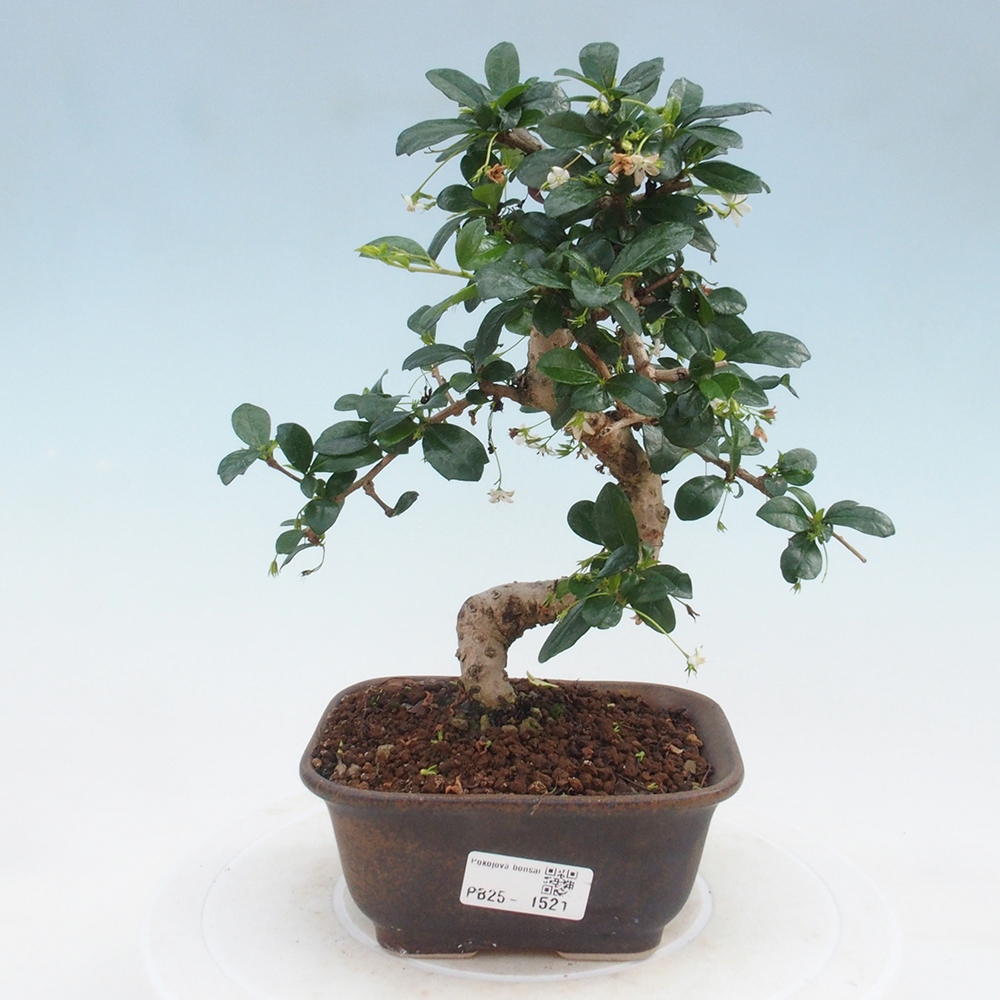 Zimmerbonsai - Carmona Macrophylla - Fuki-Tee