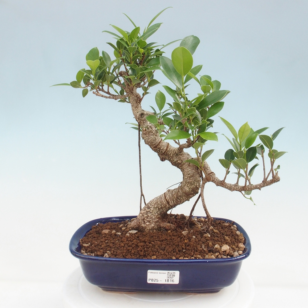 Indoor-Bonsai - Ficus kimmen - kleinblättriger Ficus