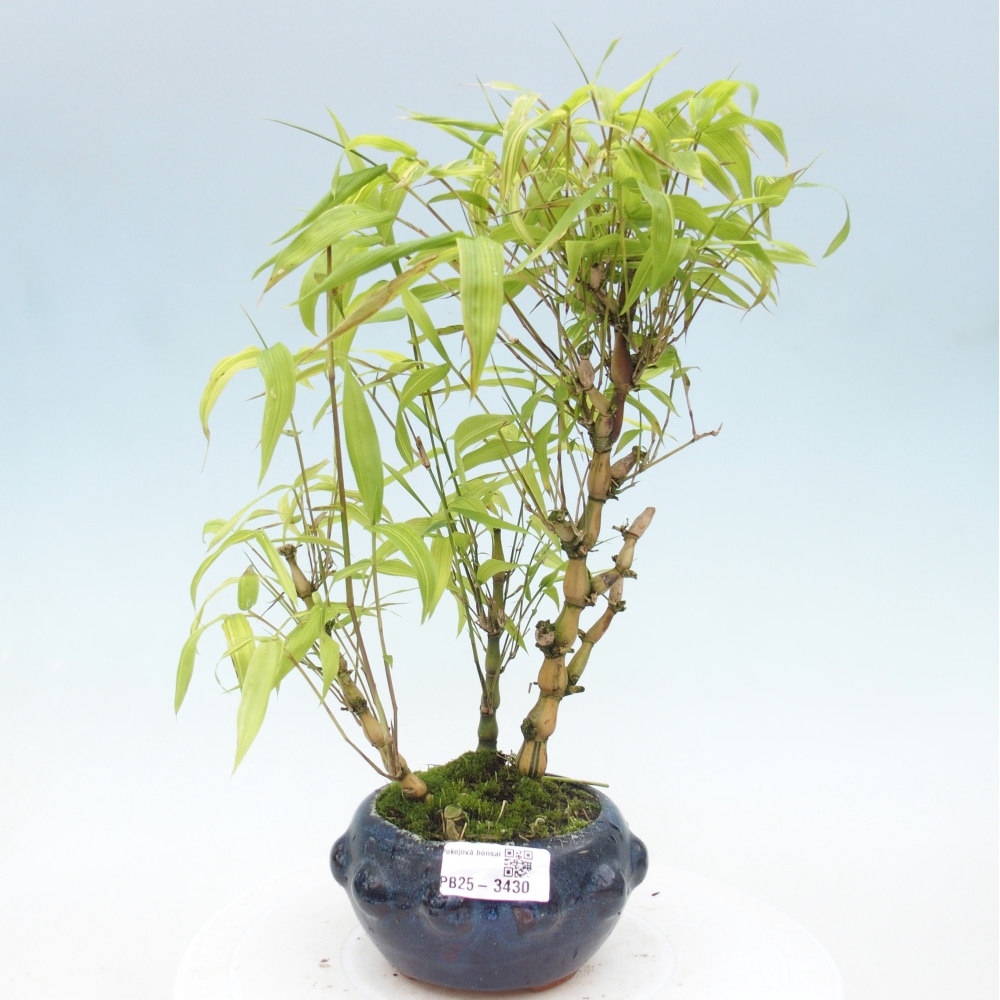 Zimmer Bonsai - Bambus budha-Bambus budha bauch