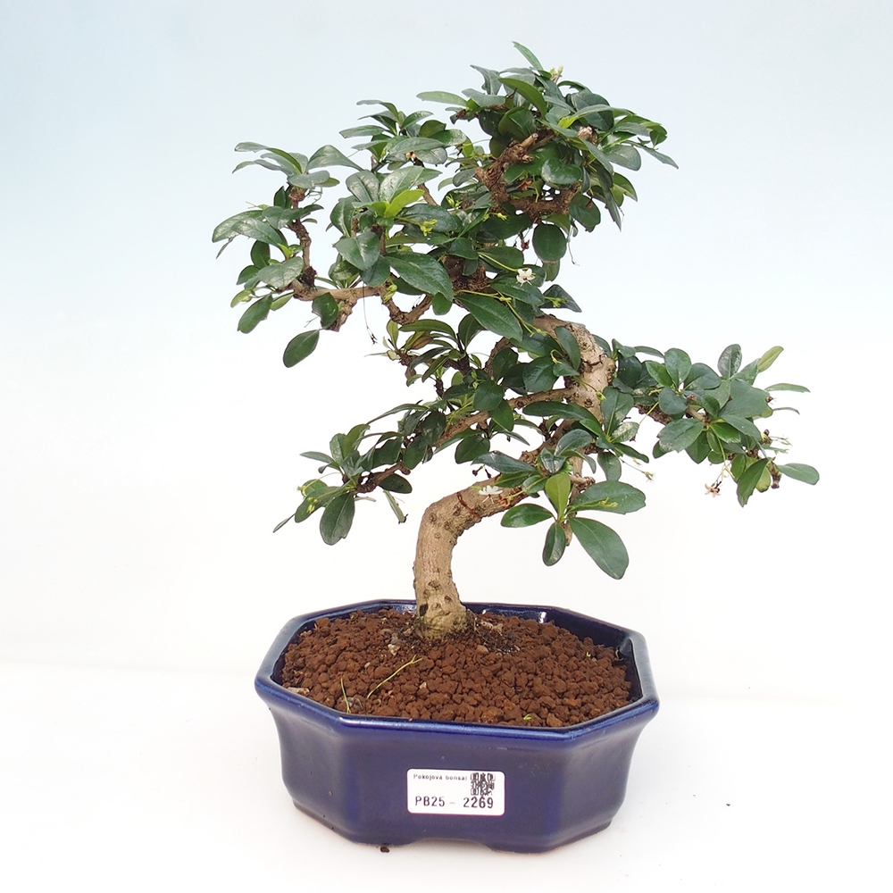 Zimmer Bonsai - Carmona macrophylla - Tea Fuki