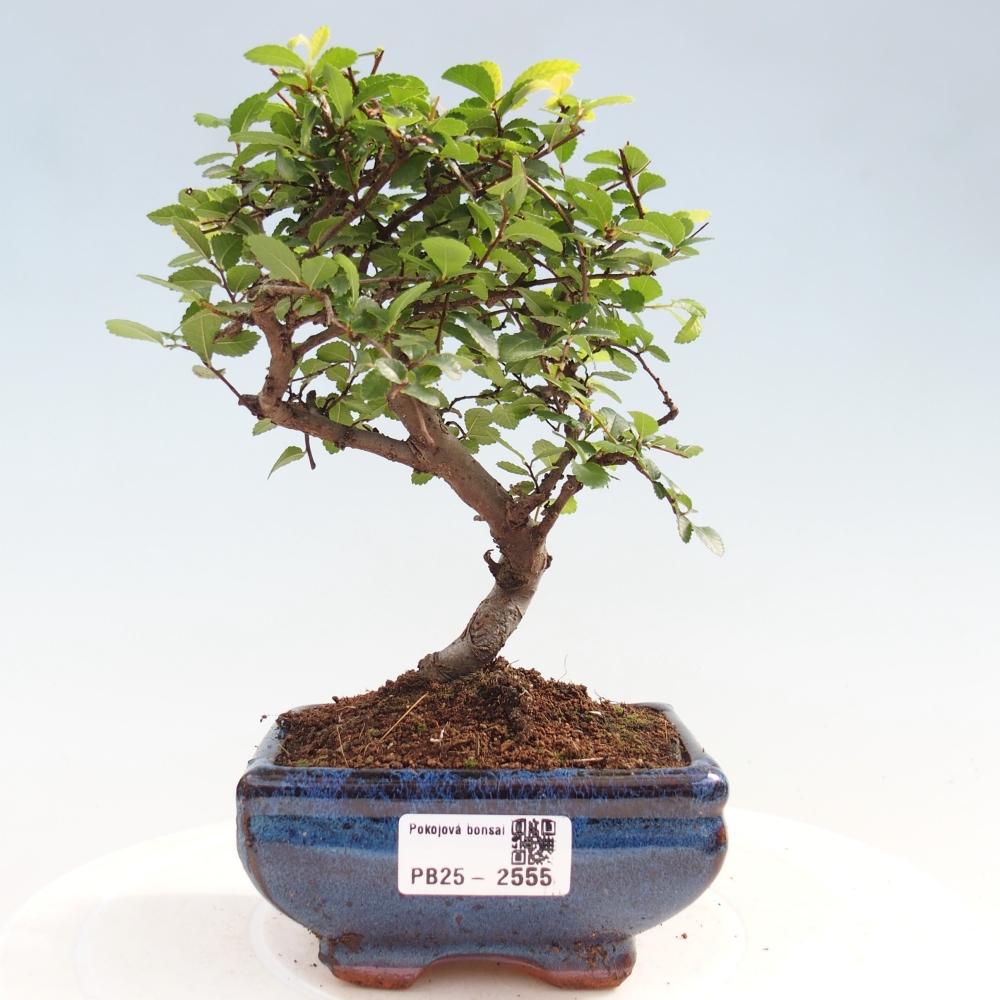 Indoor Bonsai - Ulmus parvifolia - Kleine Blattulme