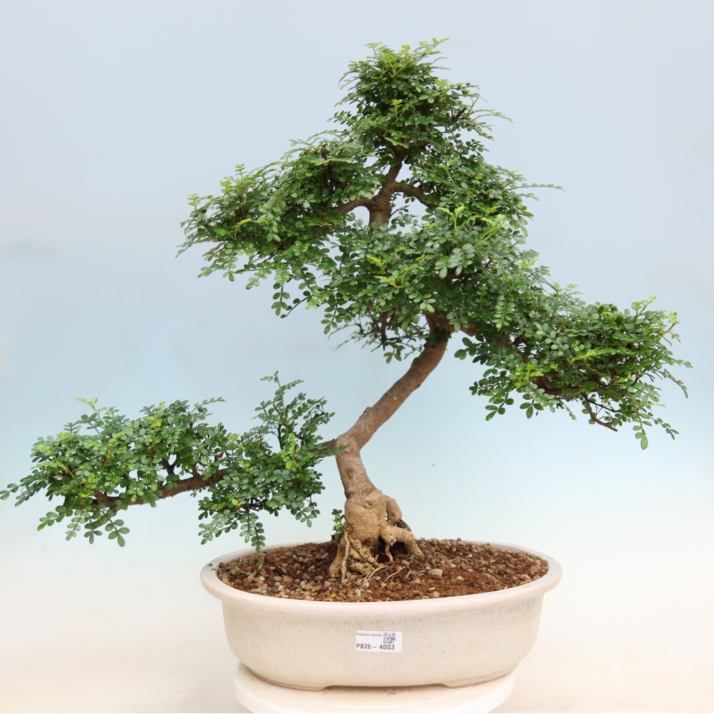 Zimmer Bonsai - Zantoxylum piperitum - Pfefferbaum