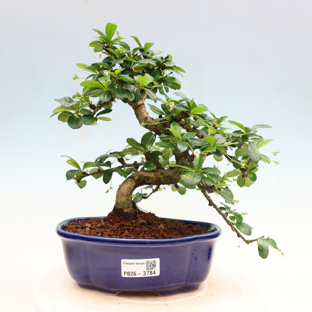 Zimmer-Bonsai - Carmona macrophylla - Tee-Fuki