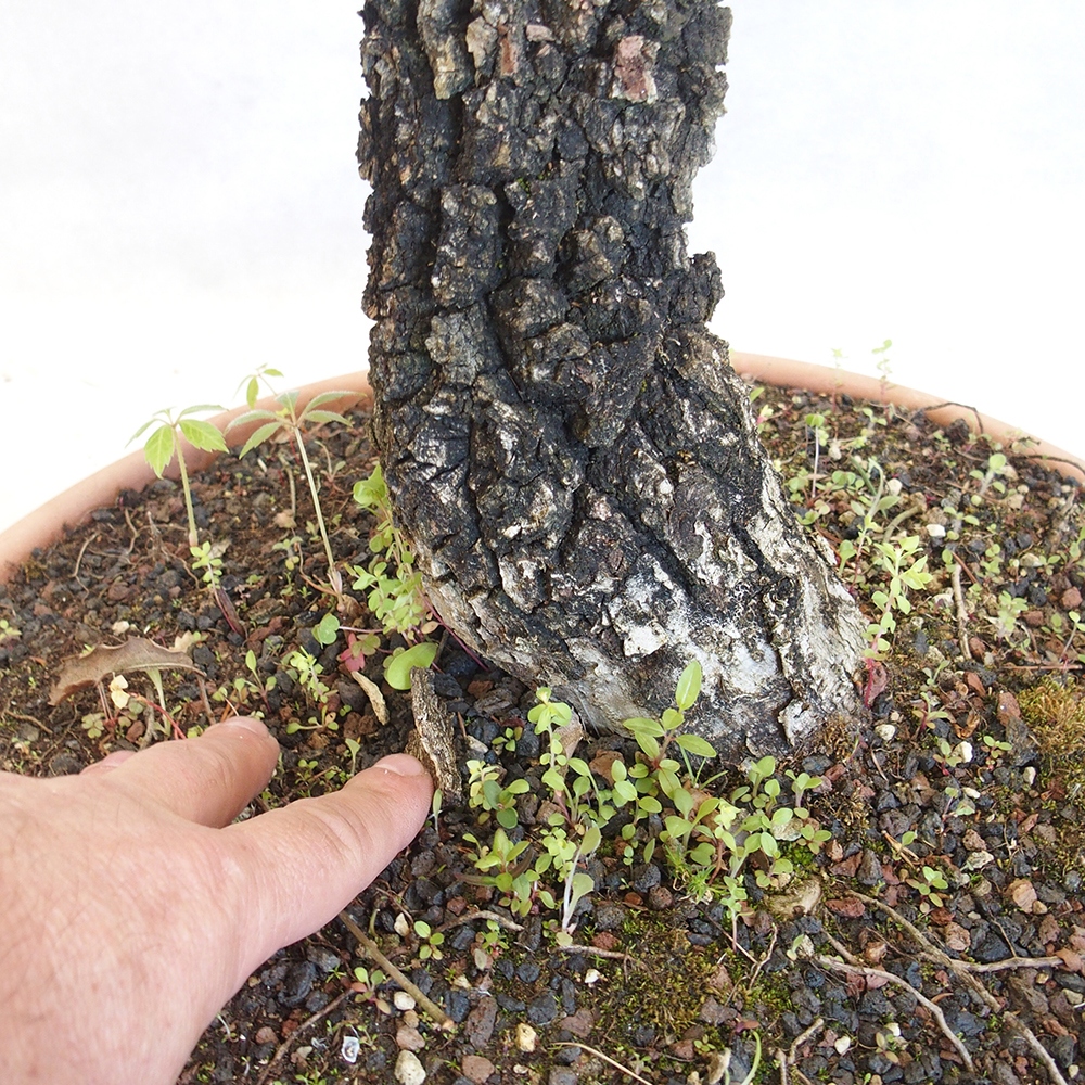 Freilandbonsai Quercus Cerris - Eiche Cer