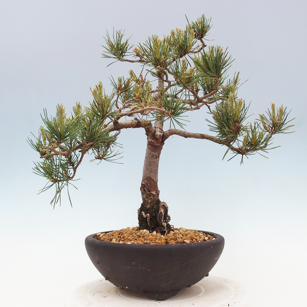 Bonsai im Freien - Pinus Sylvestris - Waldkiefer
