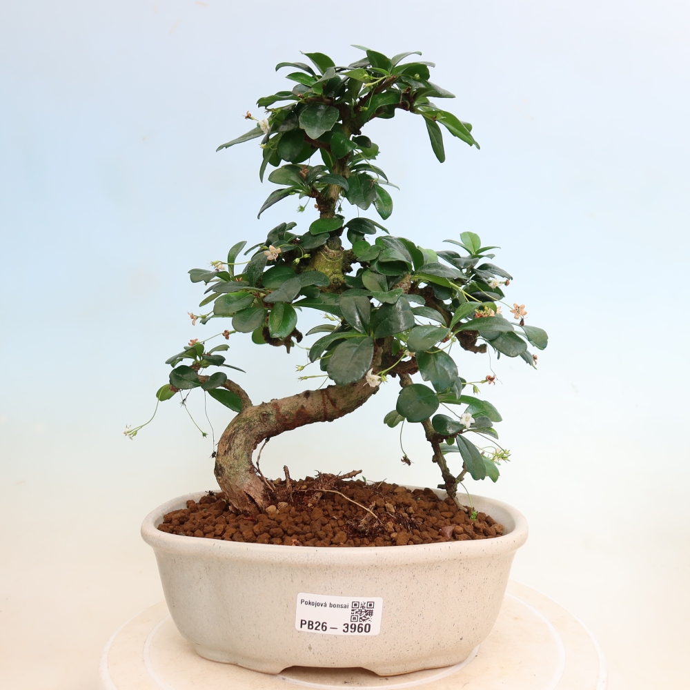 Zimmer-Bonsai - Carmona macrophylla - Tee-Fuki