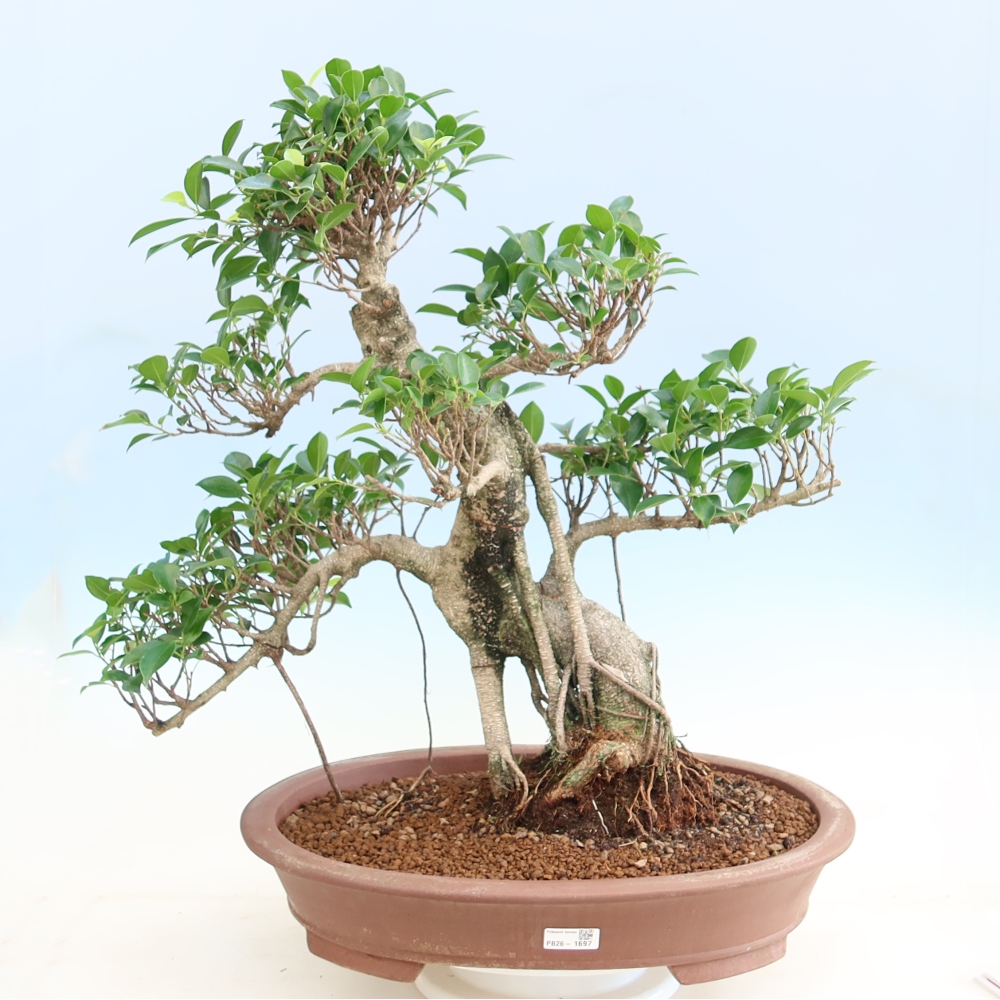 Zimmerbonsai - Ficus kimmen - Kleinblättriger Ficus