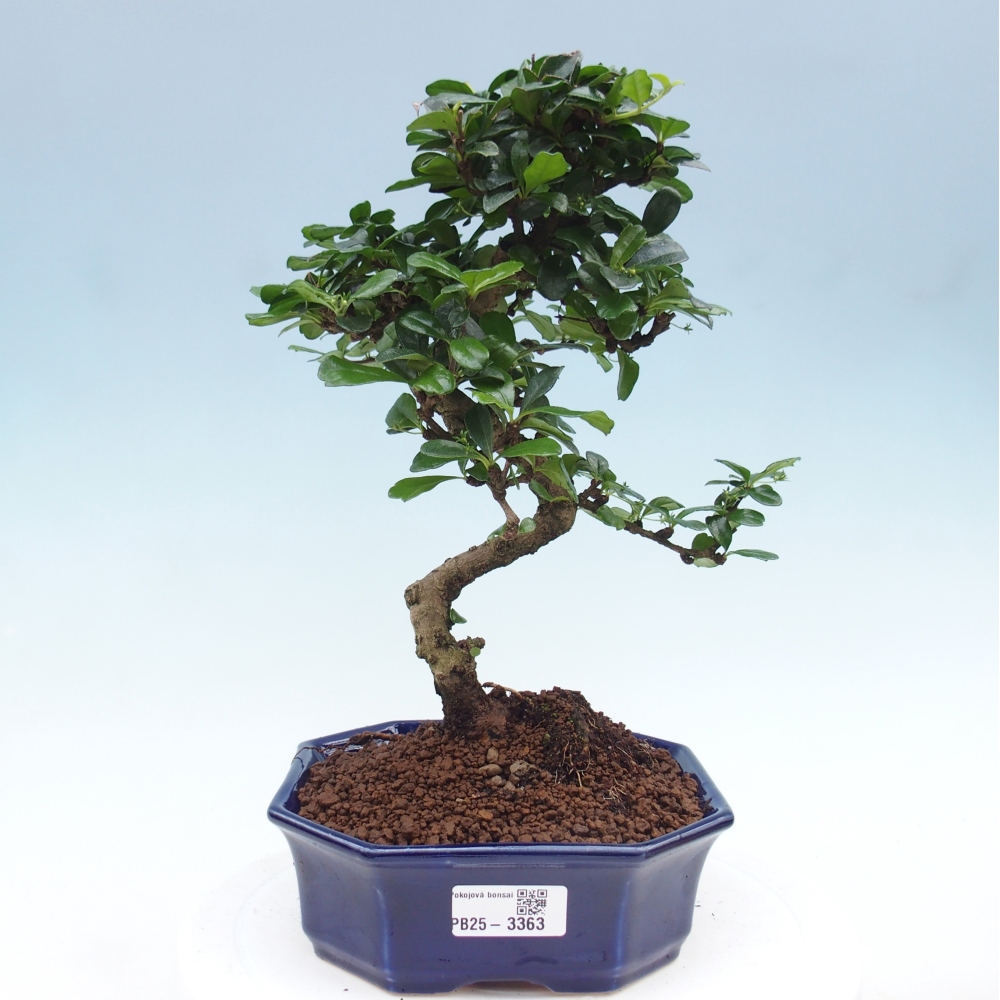 Zimmer Bonsai - Carmona macrophylla - Tea Fuki
