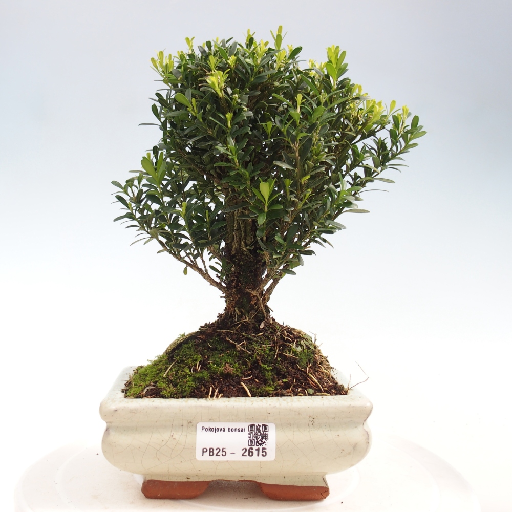 Zimmer Bonsai - Buxus harlandii - Kork Buchsbaum
