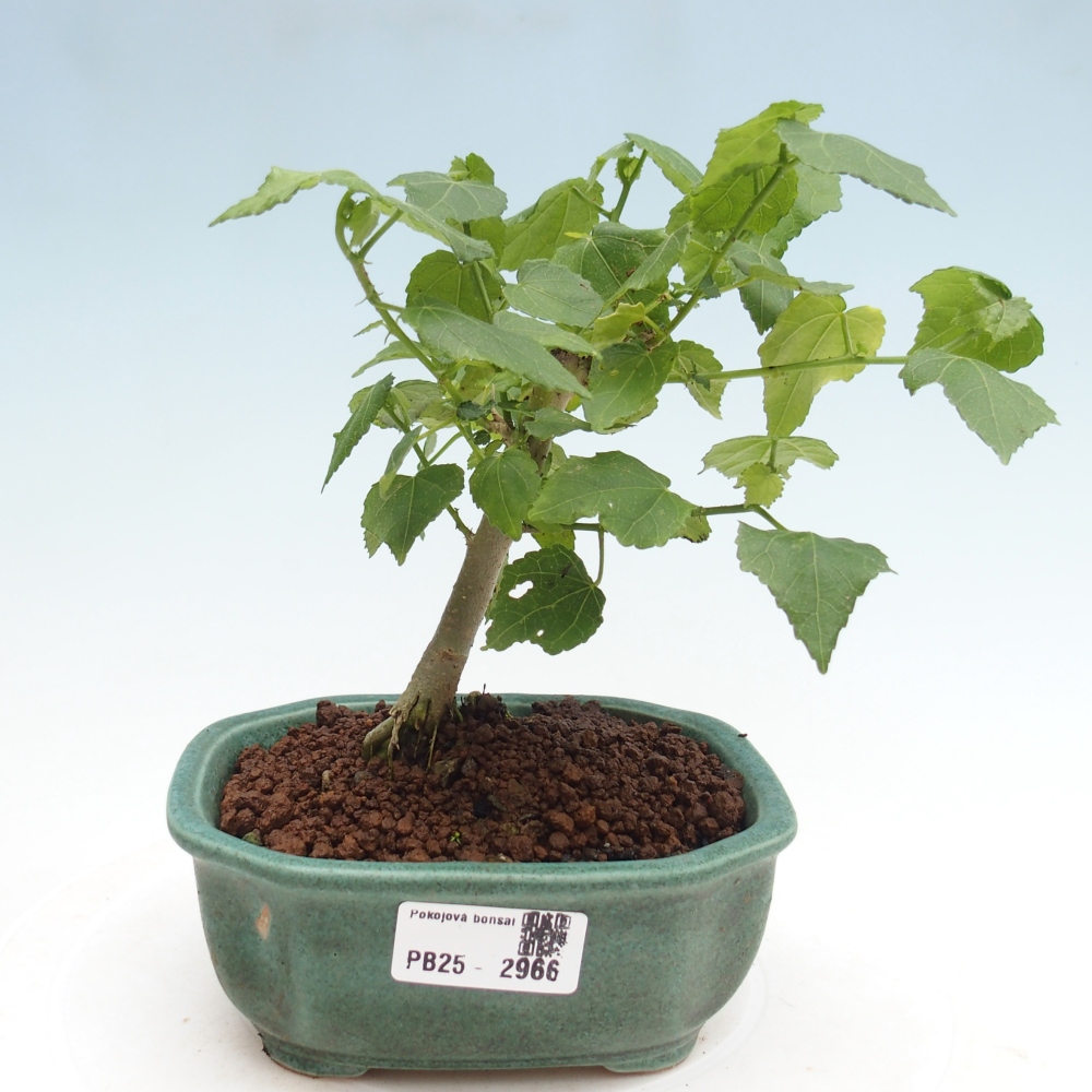 Zimmerbonsai - Malvaviscus arboreus - holziger Hibiskus