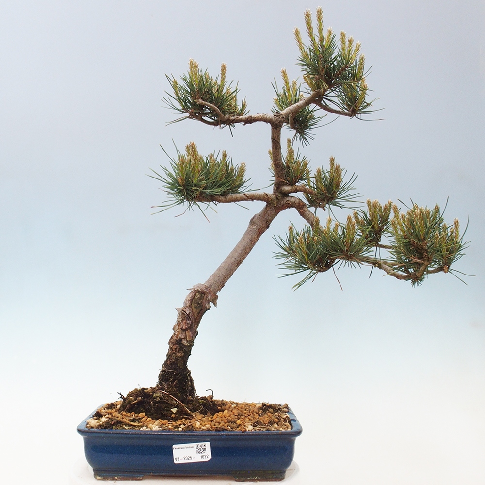 Bonsai im Freien - Pinus Sylvestris - Waldkiefer