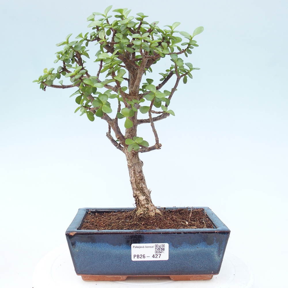 Zimmer Bonsai - Portulakaria Afra - Tlustice