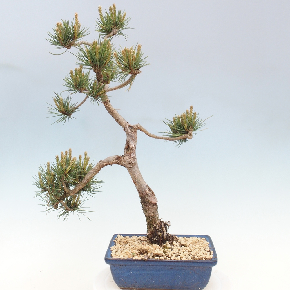 Bonsai im Freien - Pinus Sylvestris - Waldkiefer
