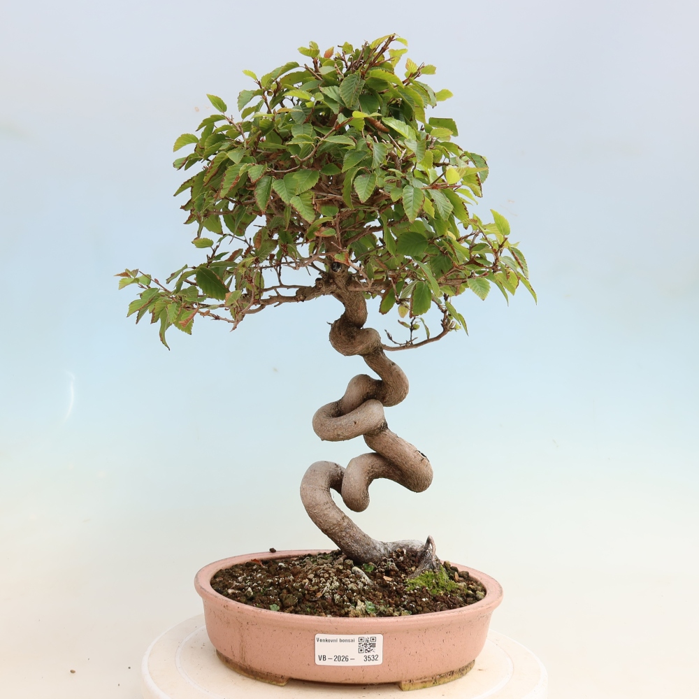 Bonsai für draußen -Carpinus CARPINOIDES - Koreanische Hainbuche