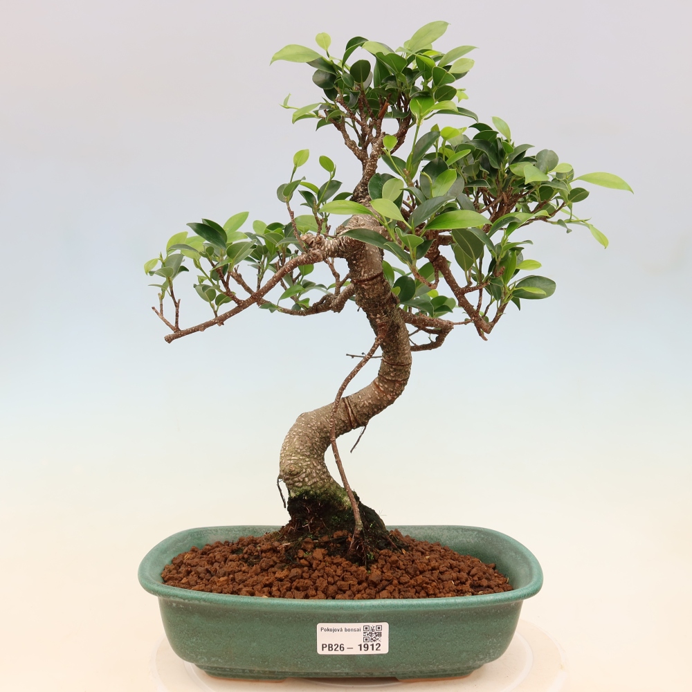 Zimmerbonsai - Ficus kimmen - Kleinblättriger Ficus