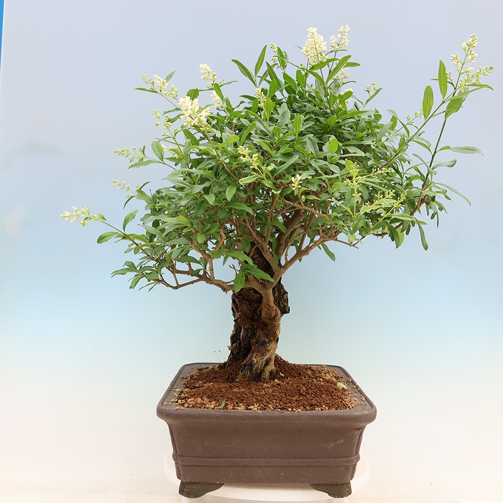 Bonsai für draußen - Ligustrum vulgare - Vogelschnabel