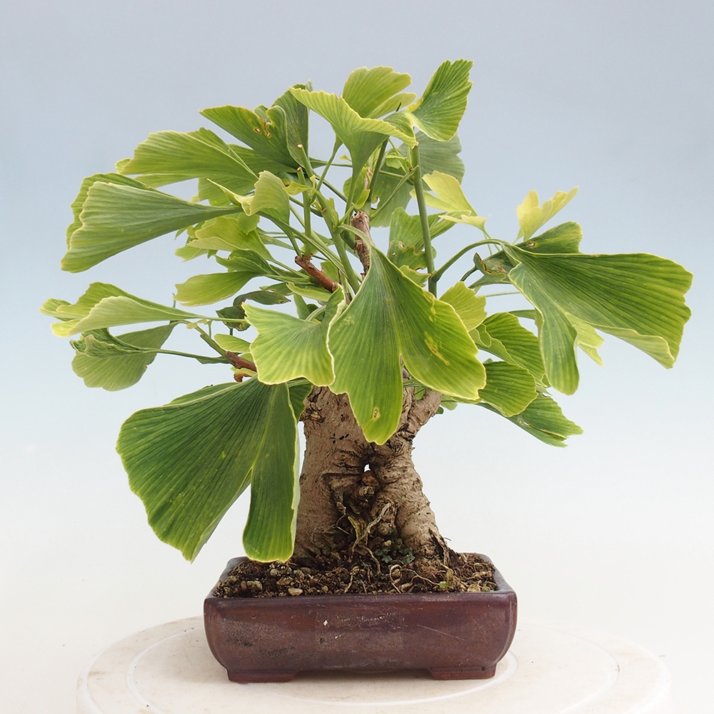 Bonsai im Freien - Jinan biloba - Ginkgo biloba